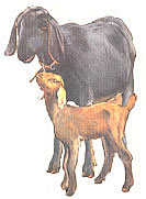 
How to pick a milking goat for your homestead.
